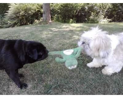 Dog sitter - Foto 3