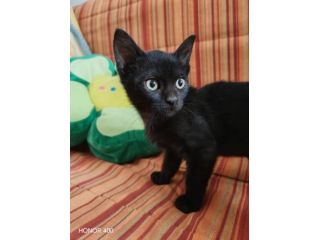 Kata, gattina sfortunata prossima alla scadenza...