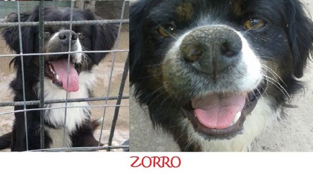 GEMMA, ZORRO, FIOCCO E NIBBIO adorabili cagnolini - Foto 4
