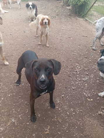 Ciccia 5anni mix Labrador marrone da sempre in canile,buona con tutti.NAPOLI - Foto 5