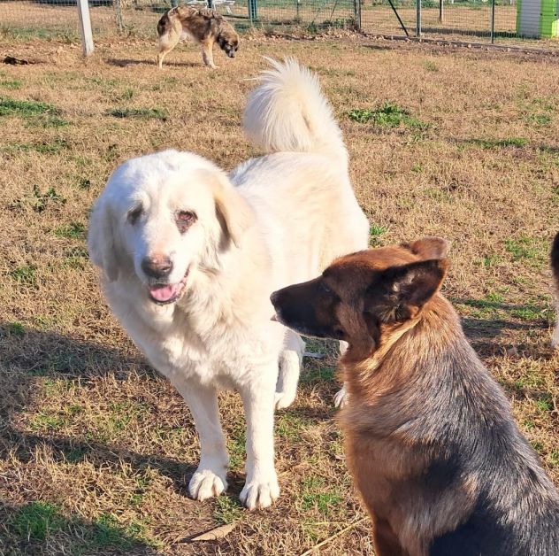 VITA, cagnolona dolcissima in cerca di una bella famiglia - Foto 4