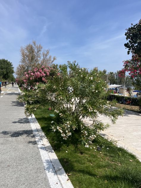 Estate 2026 Alba Adriatica