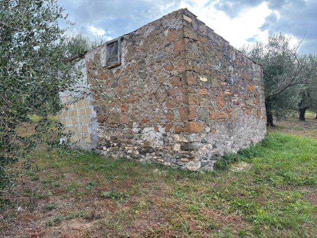 TERRENO AGRICOLO CON ULIVI E RUSTICO - Foto 4
