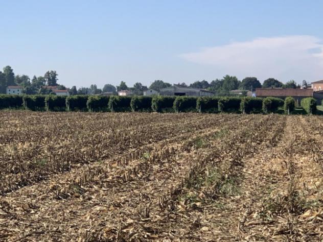 Terreno di 25000 m² in vendita a Rolo - Foto 4