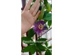 Passiflora semi