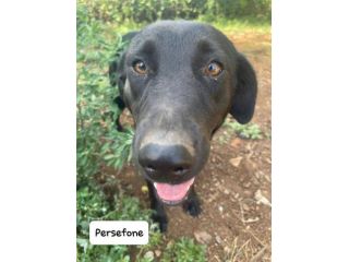 Persefone simil labrador