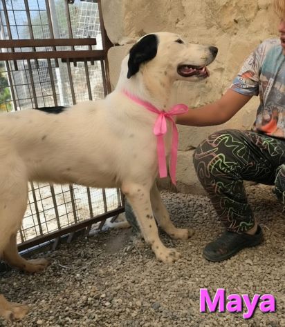 MAYA - Foto 6