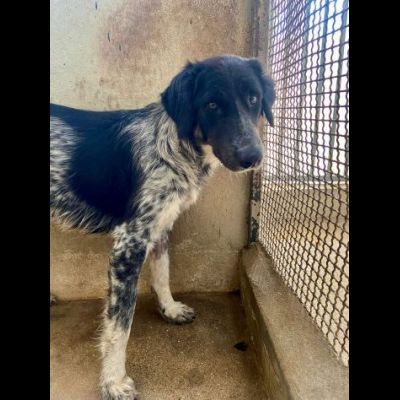 PROCOPIA, UN'OCCASIONE DI VITA, CAGNOLINA IN ADOZIONE