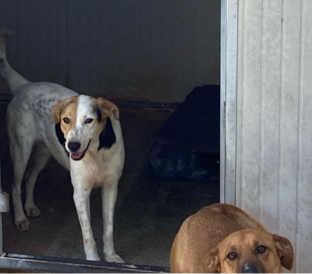 SNOOPY CAGNOLINO IN ADOZIONE - Foto 4