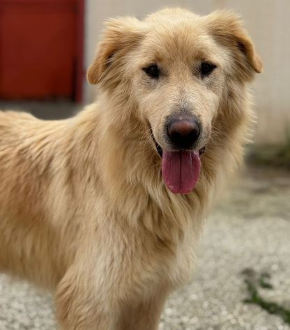 WHISKY e BIANCA, due cani bellissimi ma sfortunati - Foto 2