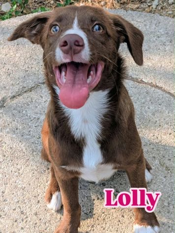 LOLLY CERCA CASA