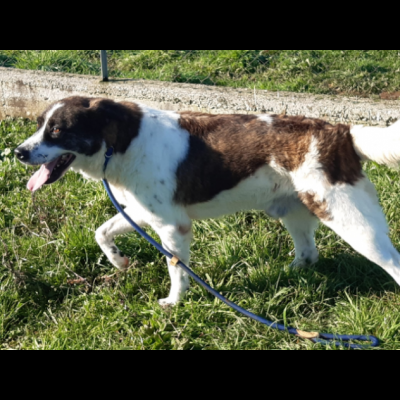 DOC LA DOLCEZZA, cane in adozione - Foto 10