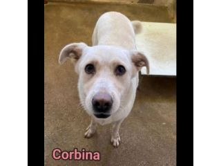 UNA FAMIGLIA DI CUORI BIANCHI DA SALVARE, CANE IN ADOZIONE