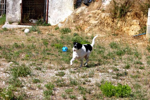 Mi hanno legato al cancello del canile e sono andati via, tu puoi salvarmi. - Foto 3