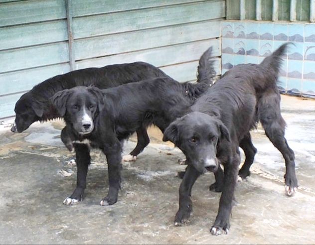 CANE IN ADOZIONE: GEORGIE - Foto 5
