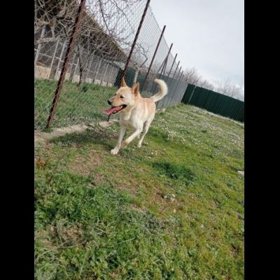 TAKESHI BELLO BRAVO SOCIEVOLE CANE IN ADOZIONE - Foto 5