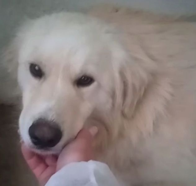 DEA GIOVANE E BELLISSIMA CAGNOLINA IN ADOZIONE