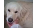 DEA GIOVANE E BELLISSIMA CAGNOLINA IN ADOZIONE