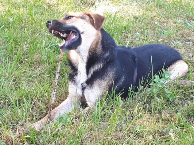 5anni mix Pastore Ted. dopo la catena senza 1tetto,da 2anni a BERGAMO - Foto 3