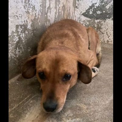 VICTOR TIMIDO E TRANQUILLO, CAGNOLINO IN ADOZIONE - Foto 10