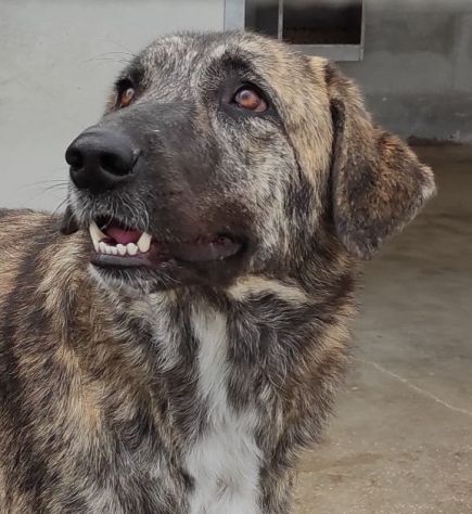 CANE IN ADOZIONE: TIAGO