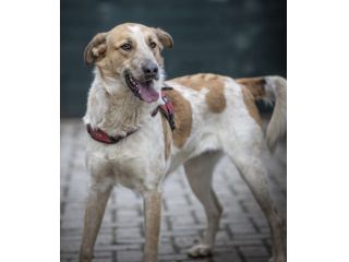 SISSI, 2 ANNI, TAGLIA MEDIA, E’ STATA SALVATA DAL UN CANILE LAGER.