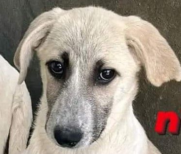 SAVERIO CUCCIOLO IN ADOZIONE - Foto 2