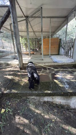 Pensione cani - Foto 6