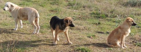 PARIDE, adozione per un cane speciale - Foto 2