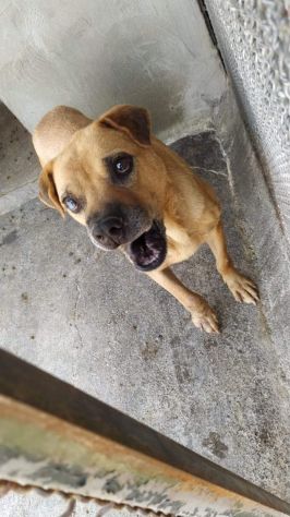 Pitbull totalmente cieco in canile