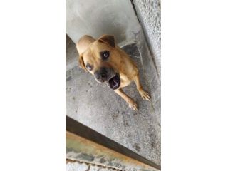 Pitbull totalmente cieco in canile
