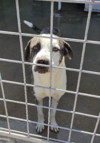 CANE IN ADOZIONE: MAX - Foto 3