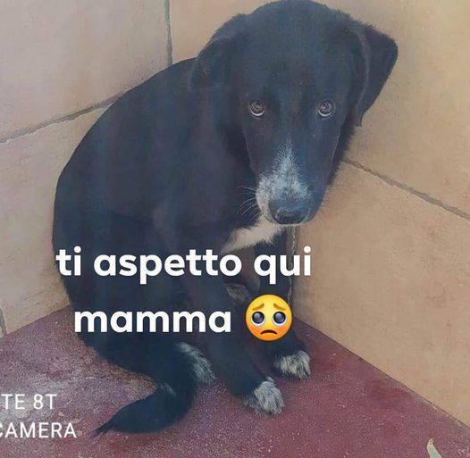 THOR sui 3anni triste ed impaurito...aspetta una casa! SUD