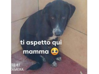 THOR sui 3anni triste ed impaurito...aspetta una casa! SUD