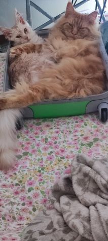 Maine coon - Foto 5
