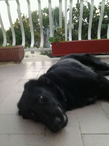 NERO, meraviglioso cucciolone mix setter - Foto 4