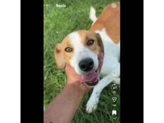 I CUCCIOLI DIMENTICATI ZACK e ZELDA tg medio contenuta, cane in adozione