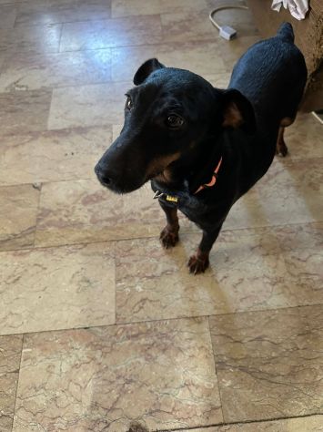 Aura simil pinscher taglia piccola 9 kg - Foto 3