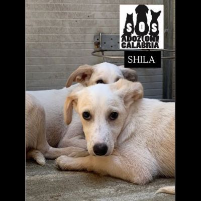 CUCCIOLI IN ADOZIONE - Foto 7