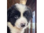 Vendesi Border collie di alta genealogia