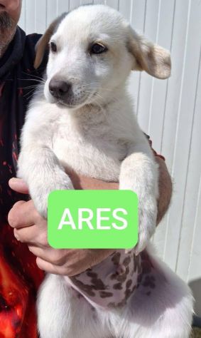 CUCCIOLI 3 MESI taglia media IN CANILE - Foto 3