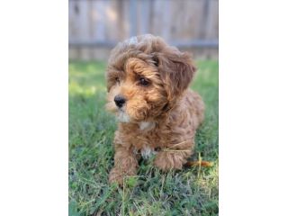MALTIPOO -MALTIPO CUCCIOLI ITALIANI -  pag in 12 rate