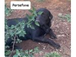 Persefone simil labrador