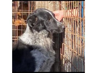 E' SOLO UN CUCCIOLO TOTO' , MERITA UNA FAMIGLIA, CUCCIOLO IN ADOZIONE