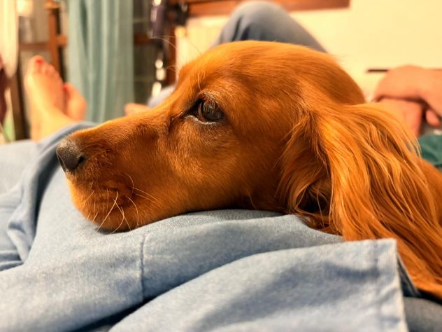 Dog Sitter a Bologna e provincia - Foto 2