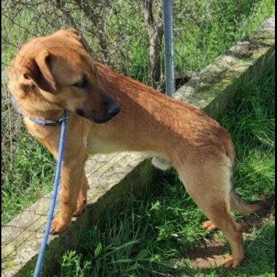 ZACK E FABER IN RECLUSIONE SENZA COLPA. CAGNOLINI IN ADOZIONE - Foto 4