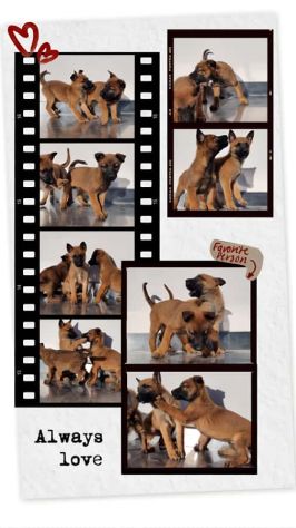 Cuccioli Pastore Belga Malinois in Campania Napoli Caserta Salerno Benevento.