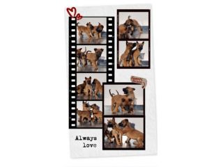 Cuccioli Pastore Belga Malinois in Campania Napoli Caserta Salerno Benevento.