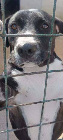 SILVESTRO DESIDERIO DI CAREZZE CANE IN ADOZIONE - Foto 2