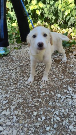 PUPA E LYAM, 2 MESI E MEZZO: DUE CANI STUPENDI ANCORA IN CANILE!! - Foto 2